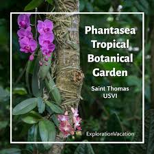 He was preceded in de The Tropical Beauty Of Phantasea Garden On Saint Thomas Exploration Vacation
