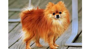 Their size, general health, and even whether they actually exist can all differ from. Feeding Tips To Pomeranian