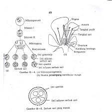Pada pembelahan ini dihasilkan sel anak yang mempunyai jumlah kromosom sama dengan kromosom sel induk. Tempat Proses Hasil Mikrosporogenesis Dan Makrosporogenesis Pada Tumbuhan Angiospermae Tips Petani