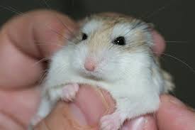 We did not find results for: 16 Interesting Facts About Hamsters Behaviour Diseases Activity