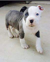 Pin De Diane Casey En 186 Perros Arrugados Perros Bonitos Perros Y Cachorros Lindos