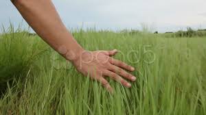 Man S Hand Touching Grass Walking Through The Field Stock Footage Touching Grass Man Hand Grass Man Male Hands Grass