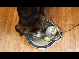 Dogs, like humans, need to drink water every day as they are at at puppy age, many animals produce the lactase enzyme, responsible for decomposing the lactose. How To Make A Dog Drink Water When He Doesn T Want To Youtube