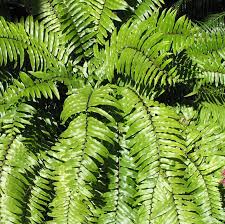 Image result for Nephrolepis biserrata