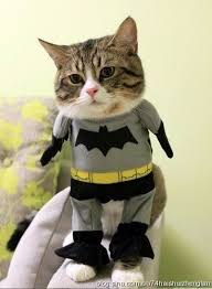 bat cat gatinhos aleatoria