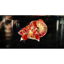 Yellow copper rosetail 🐟 more bettas 👉🏻 justbetta.com 🚚 delivery available! Vitamin Herbal Ikan Cupang Nemo Koi Copper Gold Yellow Base Orange Base Shopee Indonesia