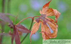 L'érable du japon est relativement sensible aux grands froids. Erables Du Japon Gare A La Verticilliose Les Jardins De Malorie