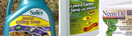I'll talk more about how and why to use them below. Organic Gardening 101 Insecticidal Soap Gill Garden Center Landscape Co