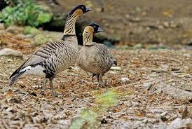 Hawaii Volcanoes National Park Animals Bird Birds Animals Animal Volcanoes National Park Hawaii Usa Gavaji