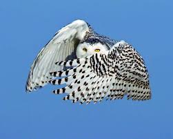 Aud1101 Jd28 Jpg 1597 1278 Owl Pictures Snowy Owl Owl