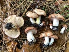 Image result for Suillus weaverae