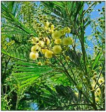 Image result for Acacia mearnsii