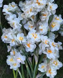 Sir Winston Churchill Daffodils Beautiful Fragrance And Blooms Daffodil And Tulip Season Is Winding Down In The Garden There Tulip Season Daffodils Tulips