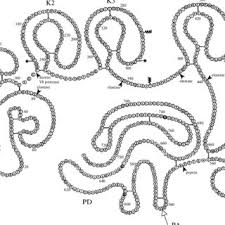 Pdf Structure And Functions Of Plasminogen Plasmin System