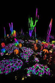 The Arizona Desert Comes Alive With This Unique Light Show Desert Botanical Garden Psychedelic Colors Psychedelic