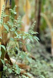Image result for Ocimum americanum