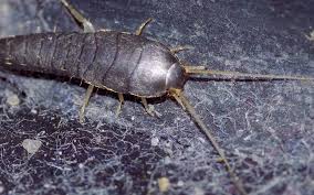 Maybe you would like to learn more about one of these? 19 Best Silverfish Control Tips And Trick Ideas In 2021 Silverfish Silverfish Control Get Rid Of Silverfish
