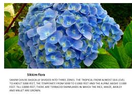 The animals are listed in alphabetical order. Sikkim Flora