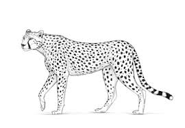 What You Ll Be Creatingin This Tutorial I Will Show You How To Draw A Cheetah The Fastest Land Animal I Will S Cheetah Tattoo Cheetah Drawing Leopard Drawing