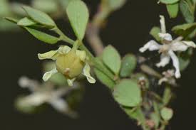 Image result for Phyllanthus macranthus