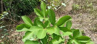 Image result for Vitex payos