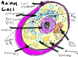 Color a typical animal cell according to the directions to learn the main structures and organelles found in the cell. Biology Animal Cell Coloring Key Coloring Pages For Kids