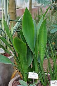 Image result for Sansevieria hyacinthoides