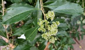 Image result for Heteropyxis natalensis