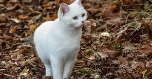 Mimpi kucing mati entah itu kucing warna putih hingga ketabrak mobil, tentu akan menimbulkan rasa penasaran tersendiri bagi yang mengalami nya. Arti Sebenarnya Mimpi Melihat Kucing Putih Menurut Islam