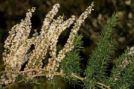 Image result for Asparagus radiatus