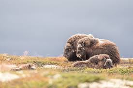 The experience starts in the fireplace lounge at kongsvold fjeldstue, the hike varies depending on where the musk ox is. Safaris Musk Ox Safari Dovrefjell National Park Oppdal Norway