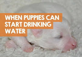Your shih tzu puppy may only weigh a few pounds when you bring him home for the first time and he won't get a whole lot bigger. When Do Puppies Start Drinking Water Eating Food