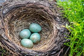 Vom nestbau bis zum ausflug der jungen. Amseln Gesang Brutzeit Co Plantura