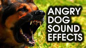 Angry dog barking and growling sound effect: Dog Barking Sound Effect Youtube Cuteanimals