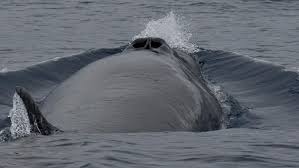 Corolla is a village close to atlantic ocean. 4 Dead Whales Have Recently Washed Up Along Nc Coast Concerning Scientists Wfmynews2 Com