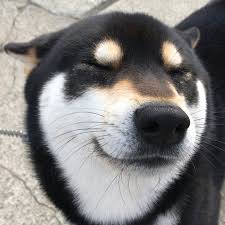 力さん えあぷれーんいやーずくろしばばーじょんの なのだ 黒柴の力さんはinstagramを利用しています 春の匂いがするワン そろそろタイヤ交換かな 飛行機耳 耳ヘリコプター シバフル シバシバ倶楽部 toyot japanese dogs cute dogs cute dog wallpaper