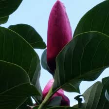 Plant your tree in full sun or partial shade. Magnolia Star Wars Magnolia Star Wars In Gardentags Plant Encyclopedia