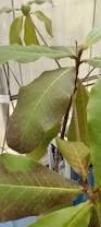 Image result for Terminalia macroptera
