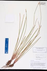 Image result for Eleocharis acutangula