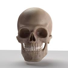 Skull 3d Model Download Royalty Free Anatomy Science Only 3d Models 3d Squirrel