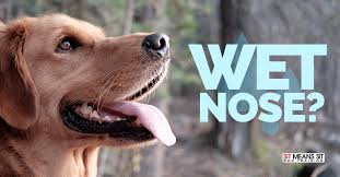 For starters, dogs' noses aren't always wet. Should My Dogs Nose Be Wet Sit Means Sit San Gabriel Valley