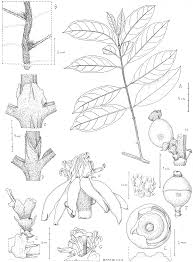 Image result for Sericanthe leonardii