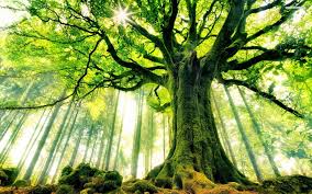 Image result for tree