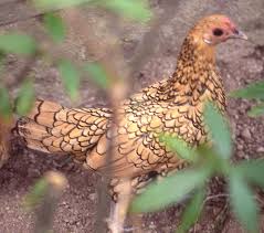 The silver is similar to the light, but has grey thighs and a dark breast with silver lacing.: Golden Sebright Bantam Chicken Photograph By Jerry Griffin