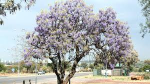 Image result for Bolusanthus