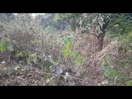 Find a park by region. 50 1000 Bigha Land On Sh 5 Palaskura Purulia M 9002682772 Youtube In 2021 Agricultural Land For Sale Agricultural Land Land For Sale