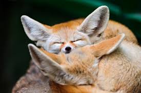 Flock or caravan did you know? This Exotic Pet Is Legal In Your State Pethelpful