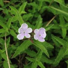 Image result for Priva flabelliformis