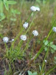 Image result for Eriocaulon transvaalicum