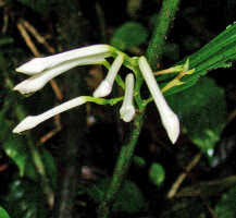 Image result for Corymborkis